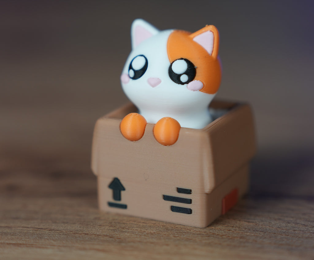 Peek-a-Boo Kitten