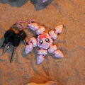 Starfish Flexi